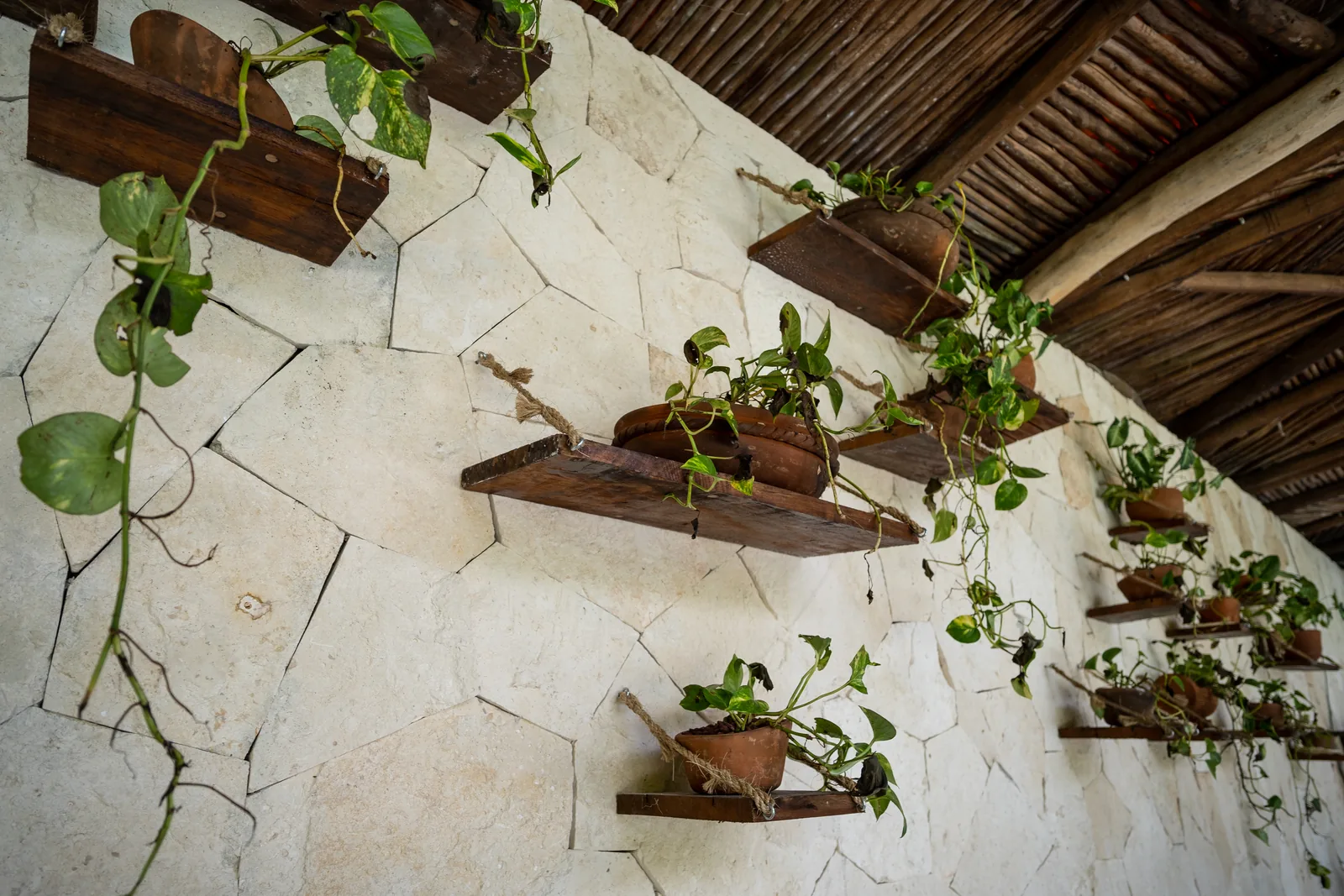 Natural details under the palapa